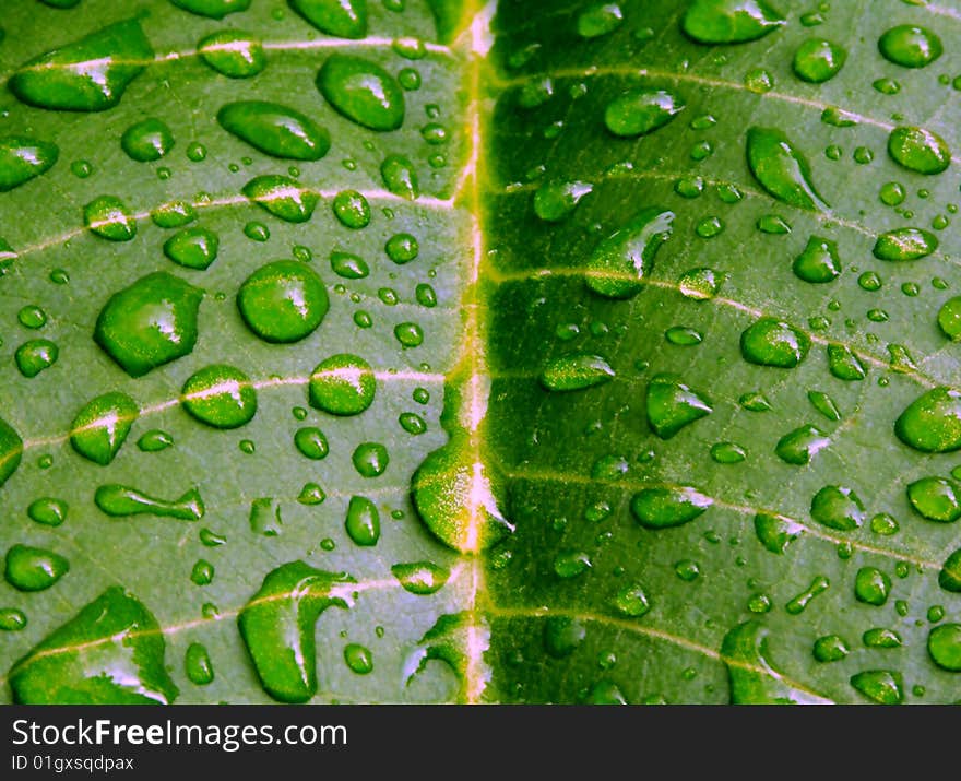 Closeup of water drops on surface of green leaf. Closeup of water drops on surface of green leaf.