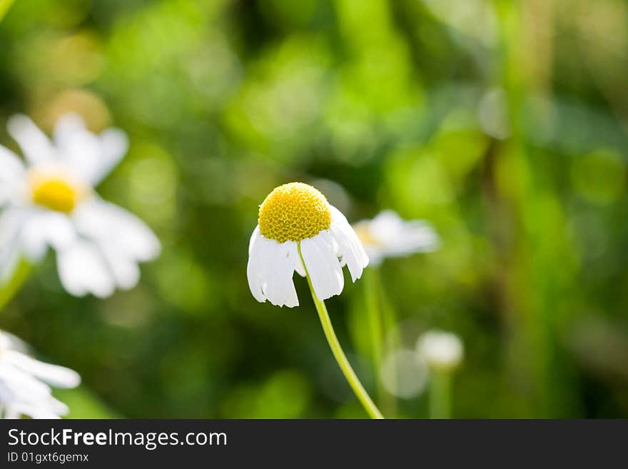 Chamomile