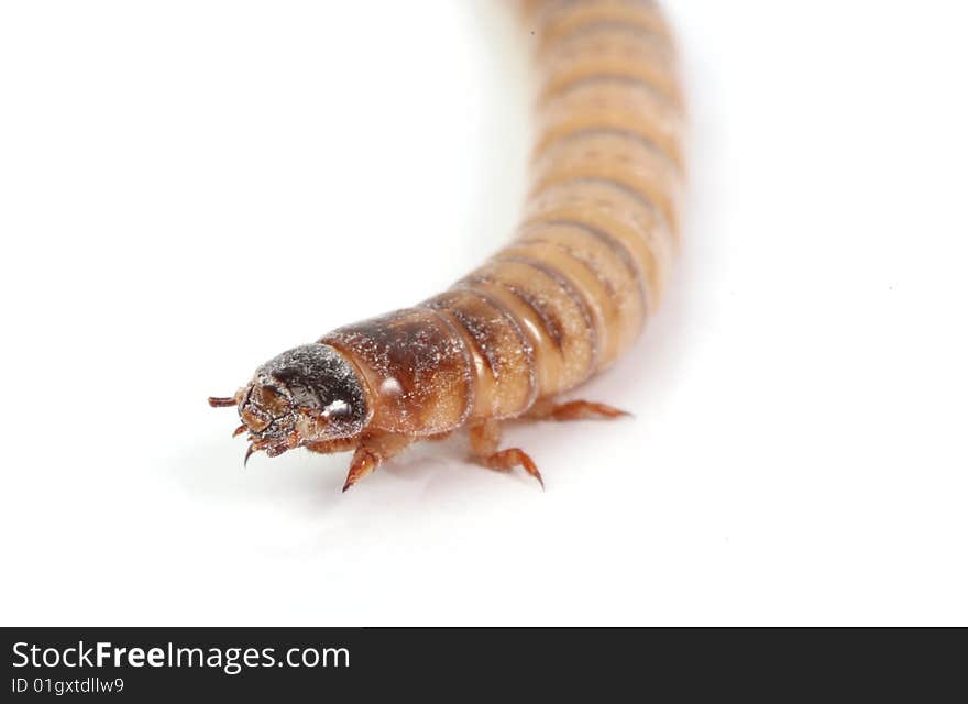 Mealworm