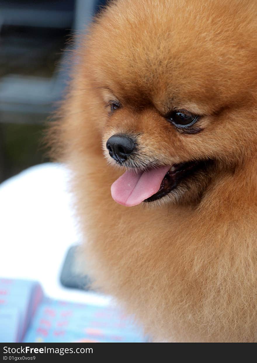 Close up shot of a adorable Pomeranian Puppy .