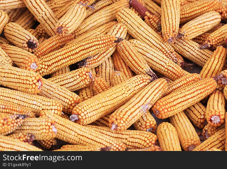 Dried Indian corns sun background. Dried Indian corns sun background