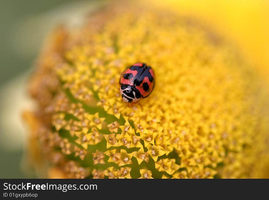 Ladybird