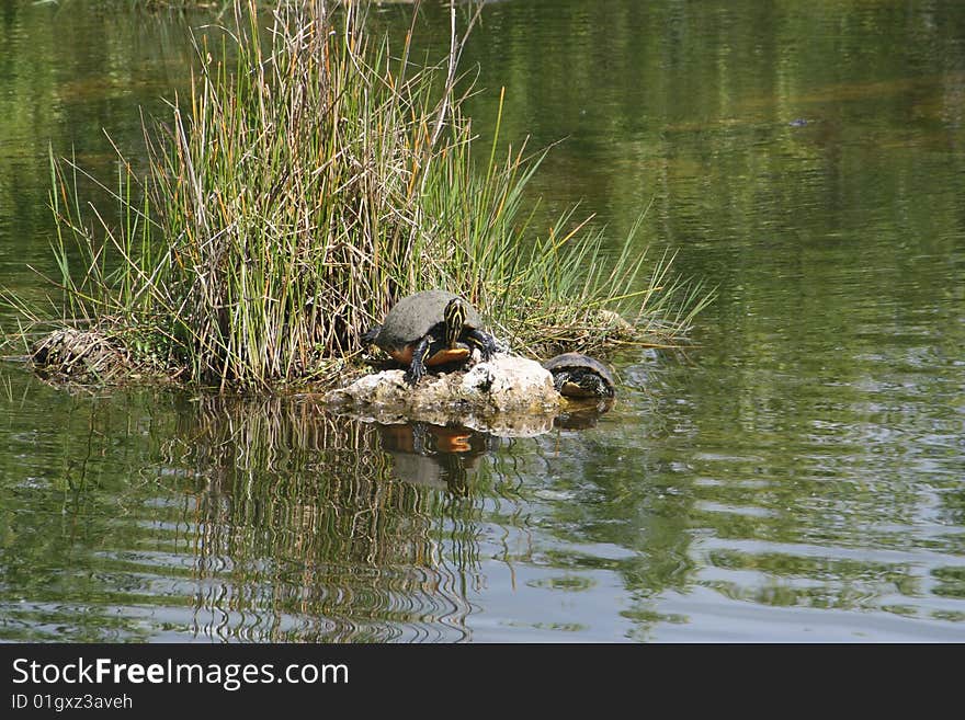 Turtle in the Everglades Florida