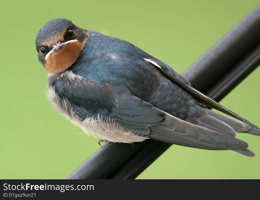 Swallow