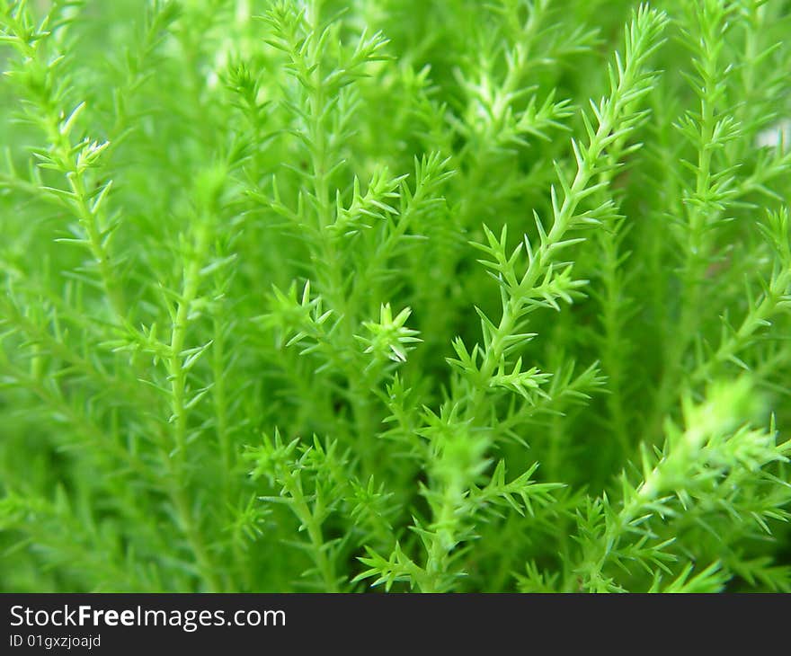 Detail of young green pine tree needles