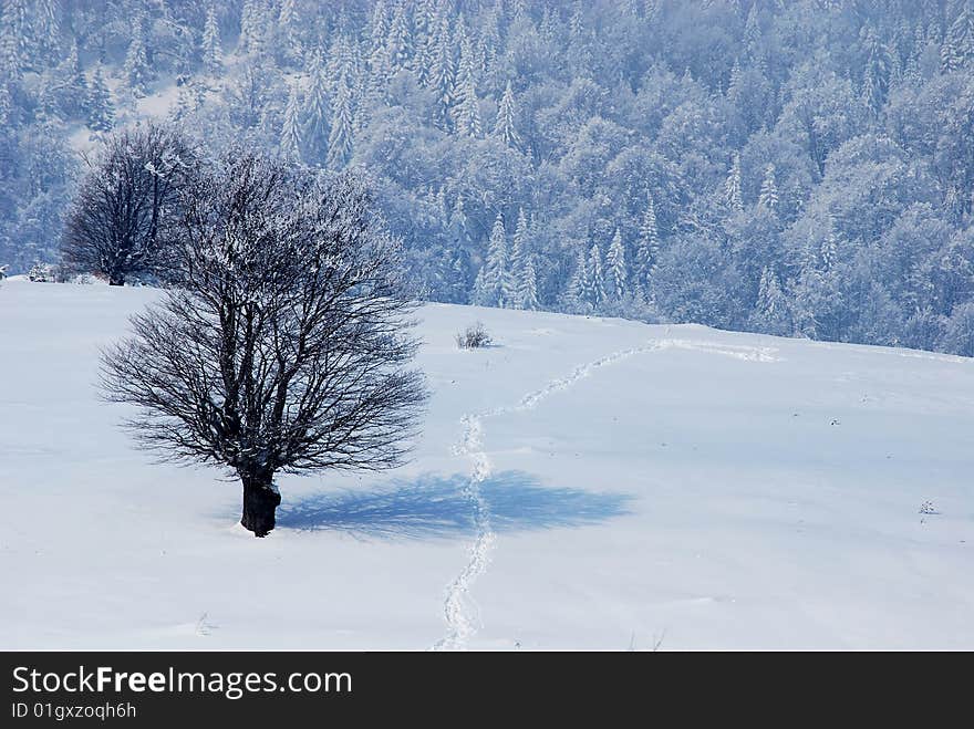 Winter landscape;Trees covered in snow;
Traces in snow