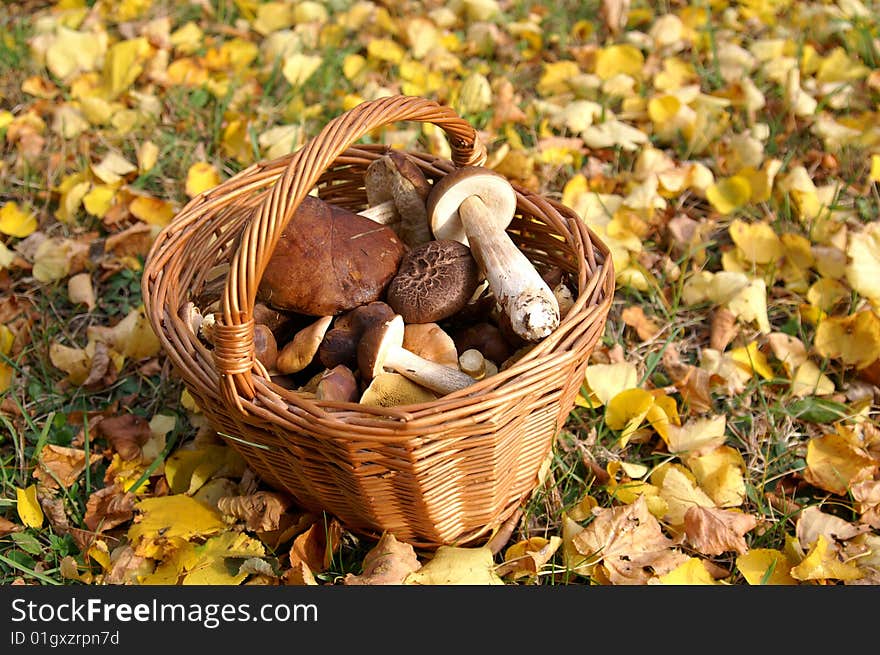 Basket full mushrooms, color leaves round of basket