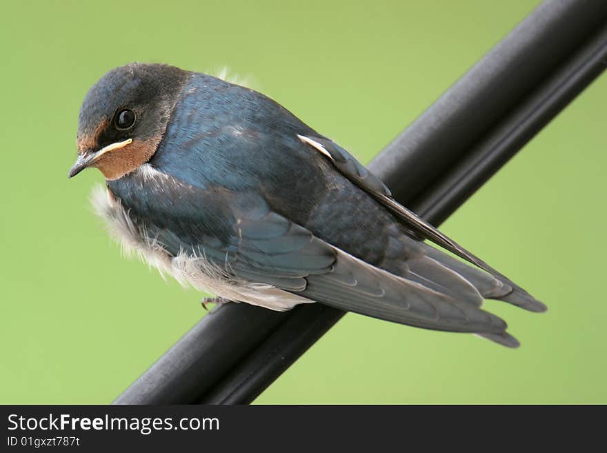 Swallow