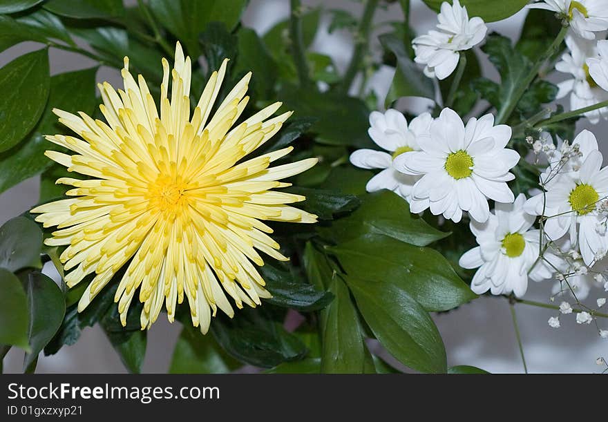 Bouquet of a white and yellow flower of chrysanthemums