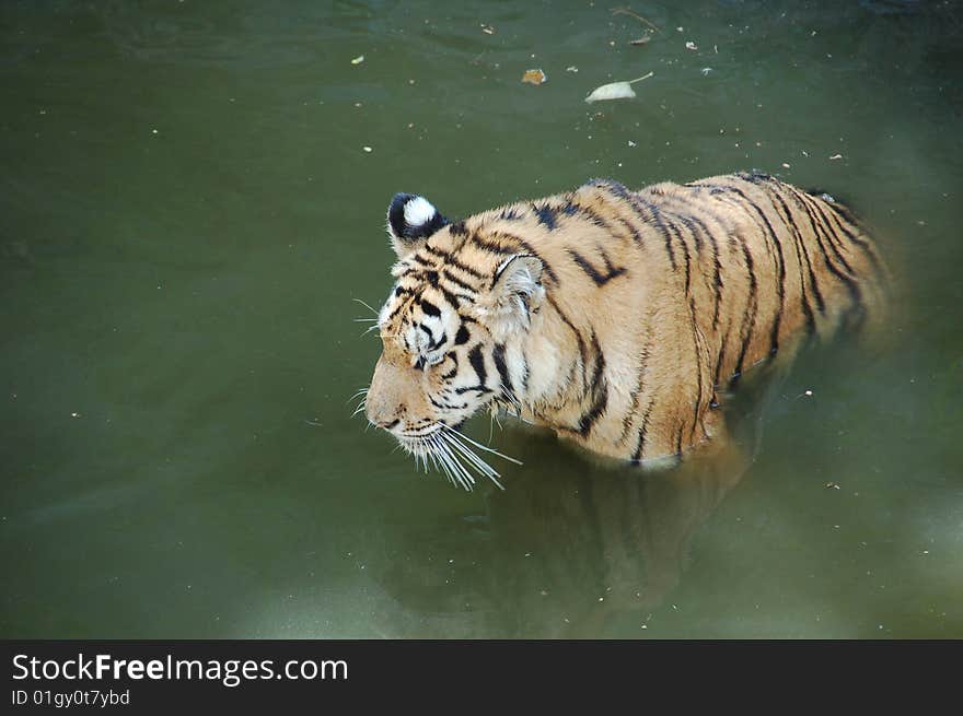 Swimming in the water tiger