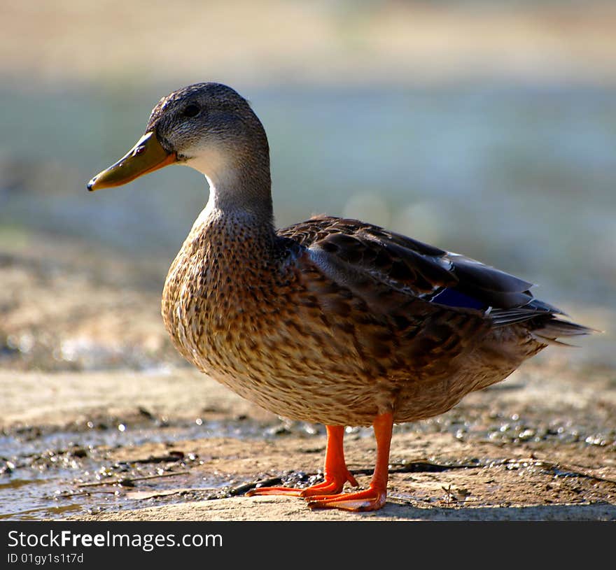 Wild duck