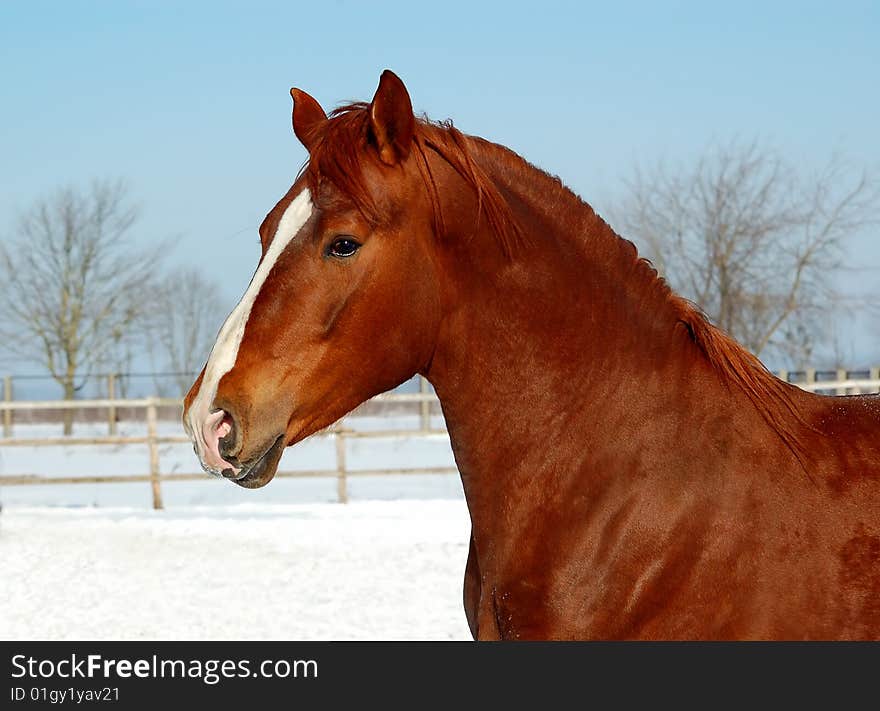 Red horse on background snow and blue sky