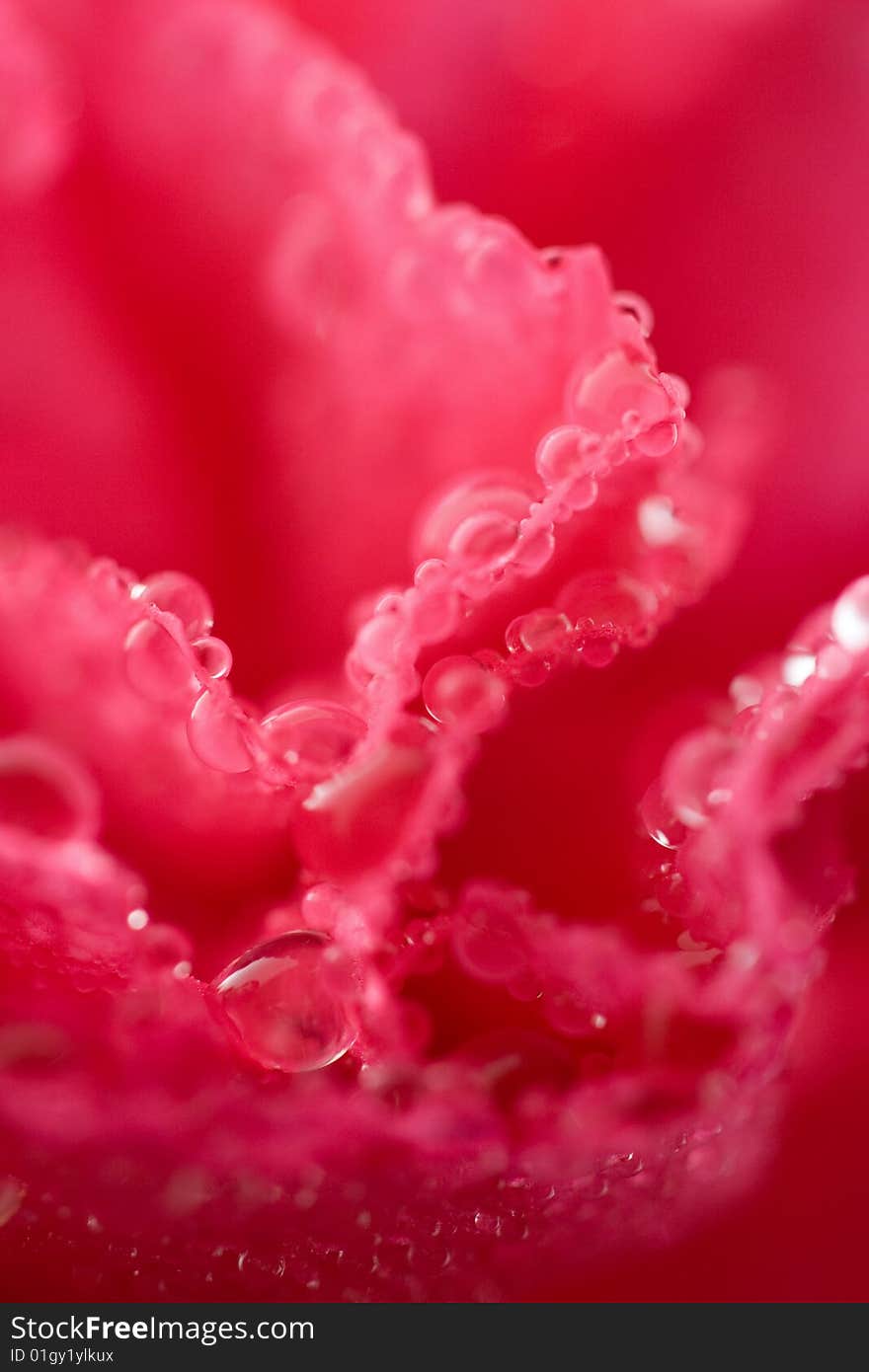 Macro Of Wet Carnation