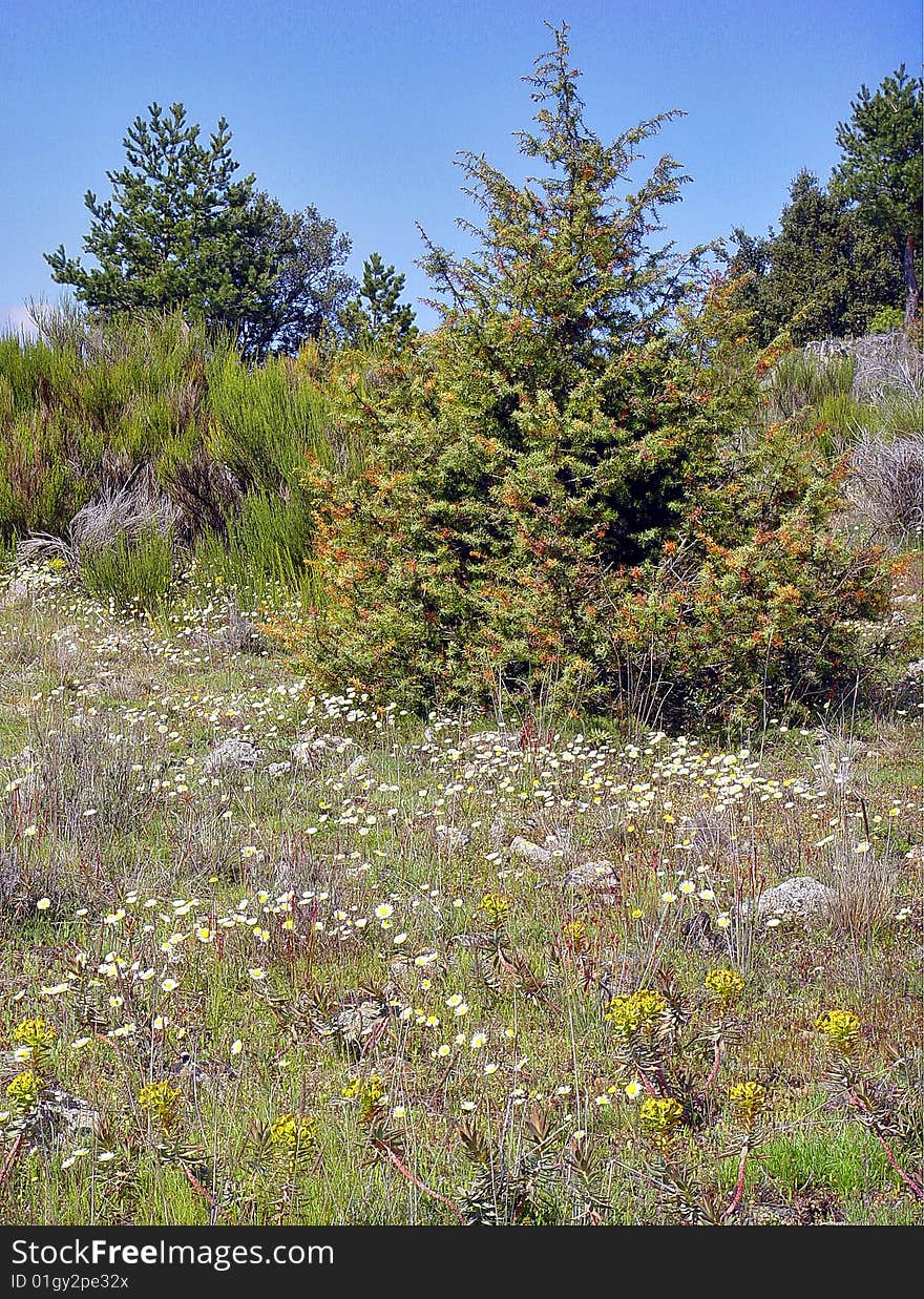 Spring Field