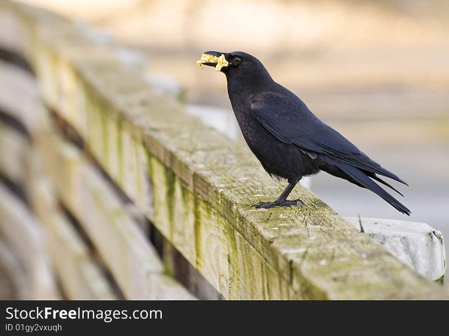 Hungry Crow