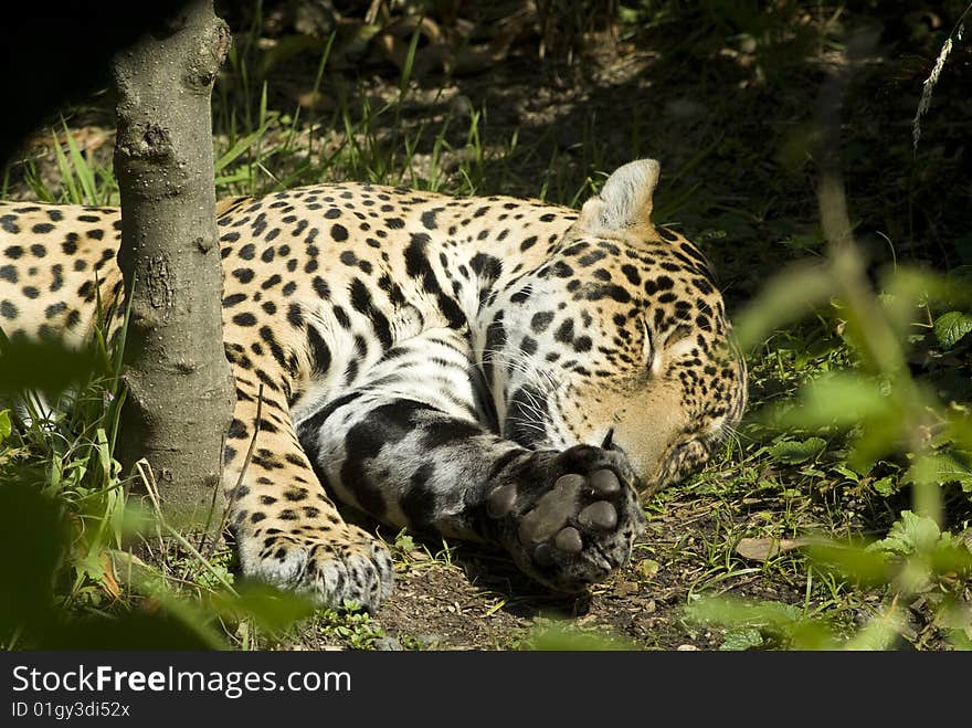 Sleeping Jaguar