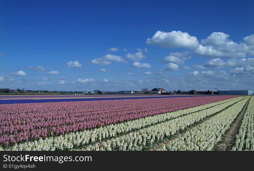 In springtime the western part of Holland, the area just behind the dunes, becomes a colorful carpet. It’s the time that all the bulb flowers are booming in all kind of colors.
Wandering around during this time of the year is a pleasure for your eyes. In springtime the western part of Holland, the area just behind the dunes, becomes a colorful carpet. It’s the time that all the bulb flowers are booming in all kind of colors.
Wandering around during this time of the year is a pleasure for your eyes.