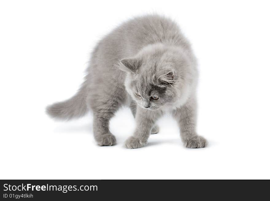 British kitten standing isolated on white