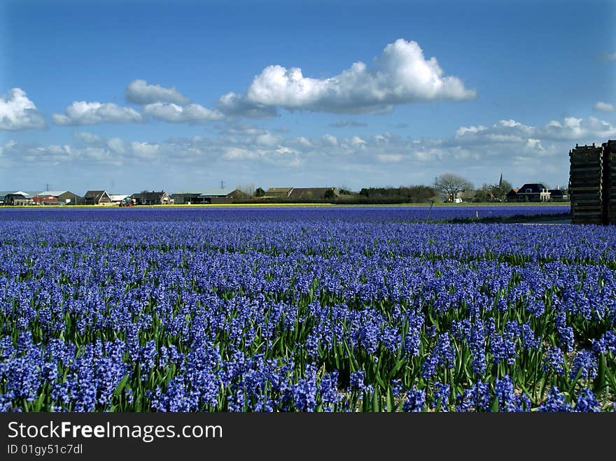 In springtime the western part of Holland, the area just behind the dunes, becomes a colorful carpet. It’s the time that all the bulb flowers are booming in all kind of colors.
Wandering around during this time of the year is a pleasure for your eyes. In springtime the western part of Holland, the area just behind the dunes, becomes a colorful carpet. It’s the time that all the bulb flowers are booming in all kind of colors.
Wandering around during this time of the year is a pleasure for your eyes.