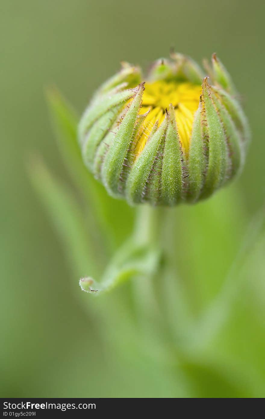 Yellow flower bud in the field. Yellow flower bud in the field