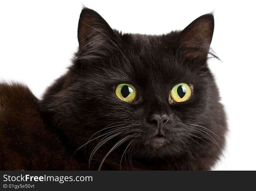 Portrait of cute black cat isolated