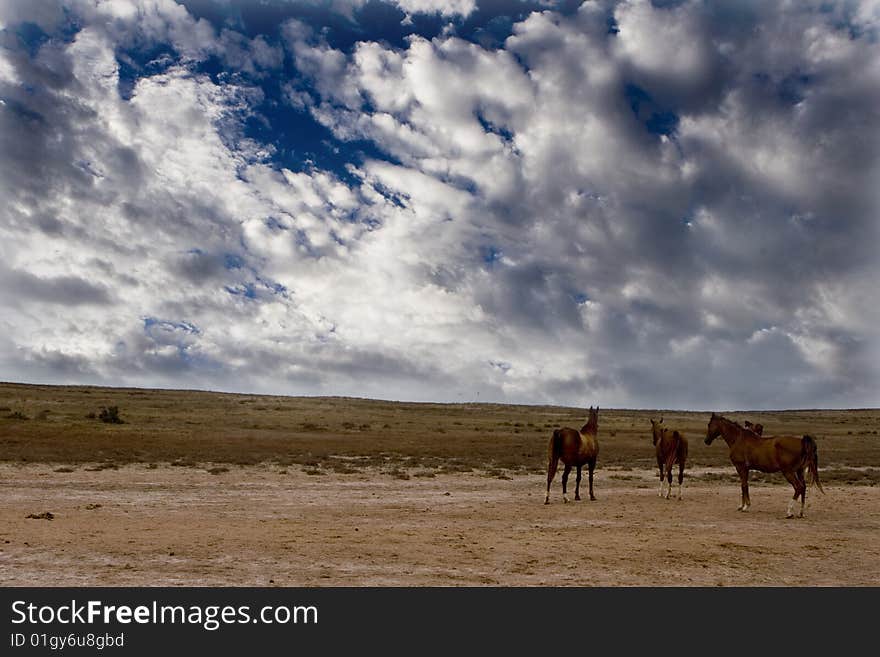 Wild horses in the mellow with beautiful clouds