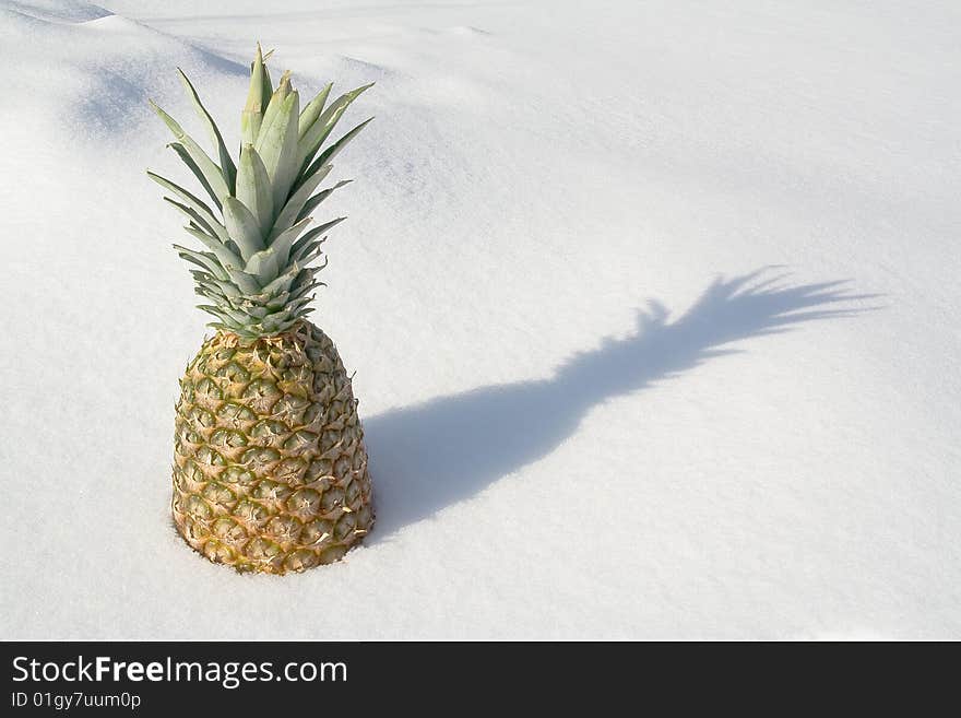 Frozen Pineapple with shadow. Shot on a snow background