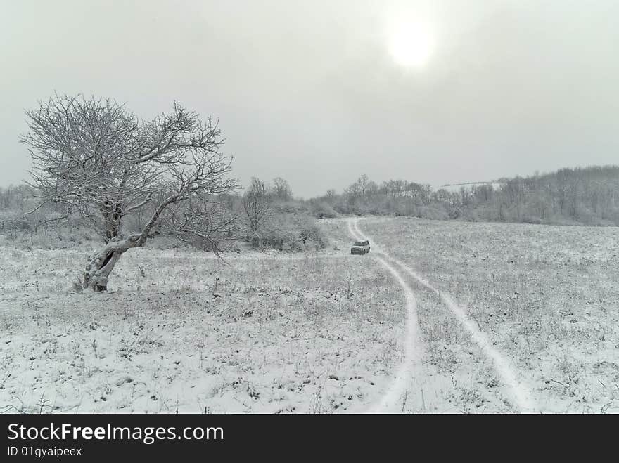 Winter landscape with lonely tree.