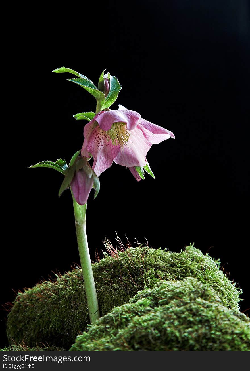 Hellebore Flower