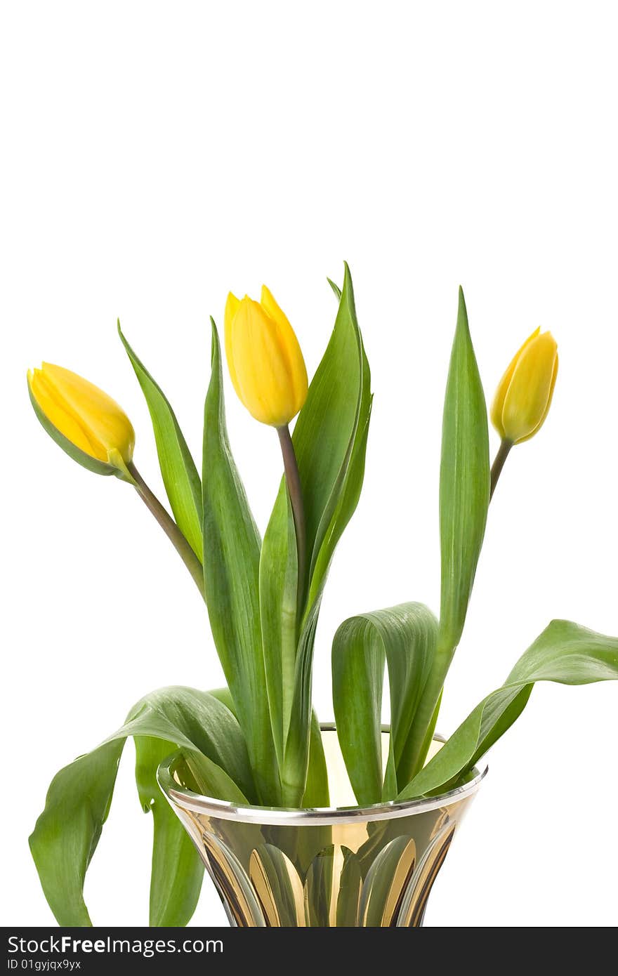 Beautiful delicate tulips on white