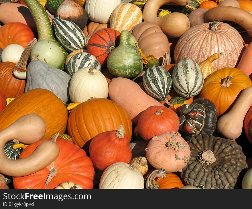 Pumkins and gourds in a garden. Pumkins and gourds in a garden