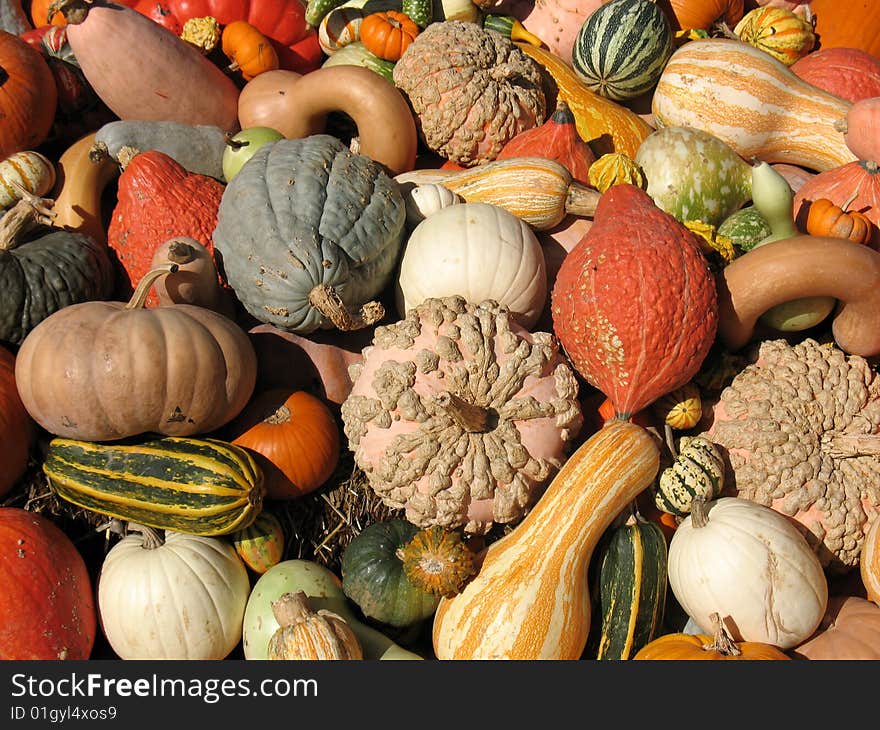 Pumkins and gourds in a garden. Pumkins and gourds in a garden