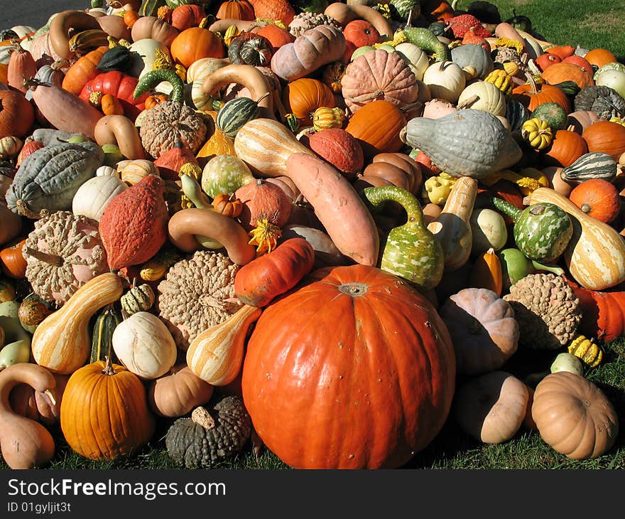 Pumkins and gourds in a garden. Pumkins and gourds in a garden