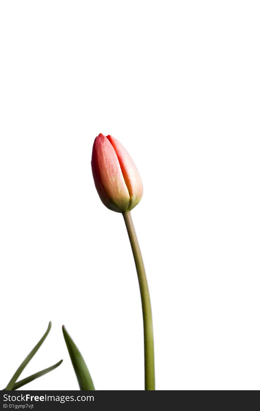 Tulip on white