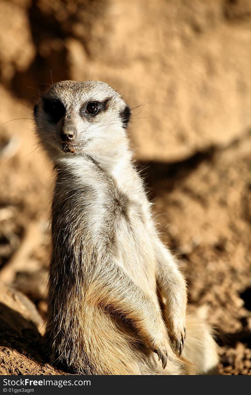 Meerkat Standing up