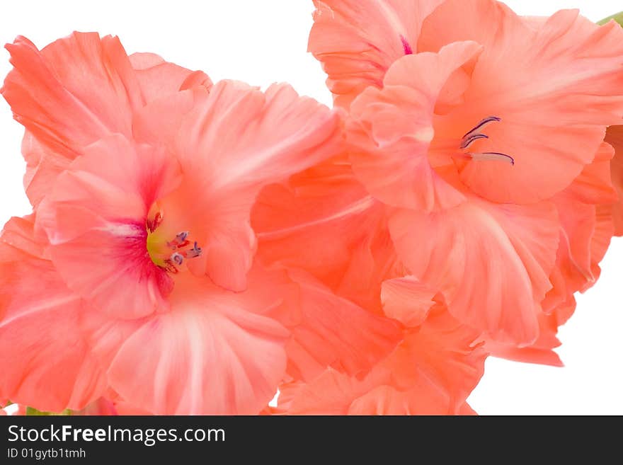 Red Gladiolus isolated on white