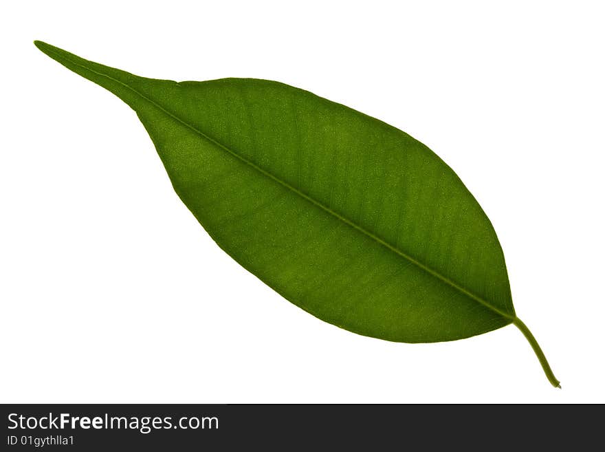 Fresh green leaf isolated on a white