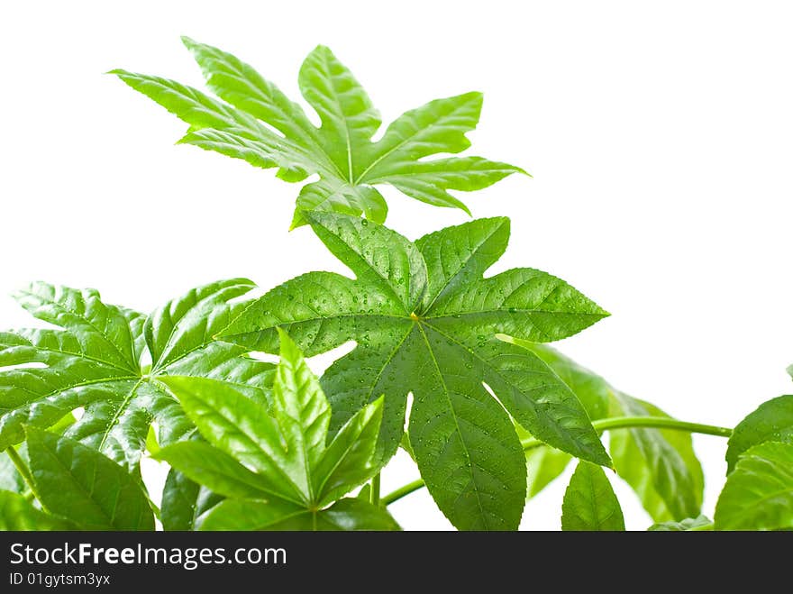 Green plant on white background. Green plant on white background