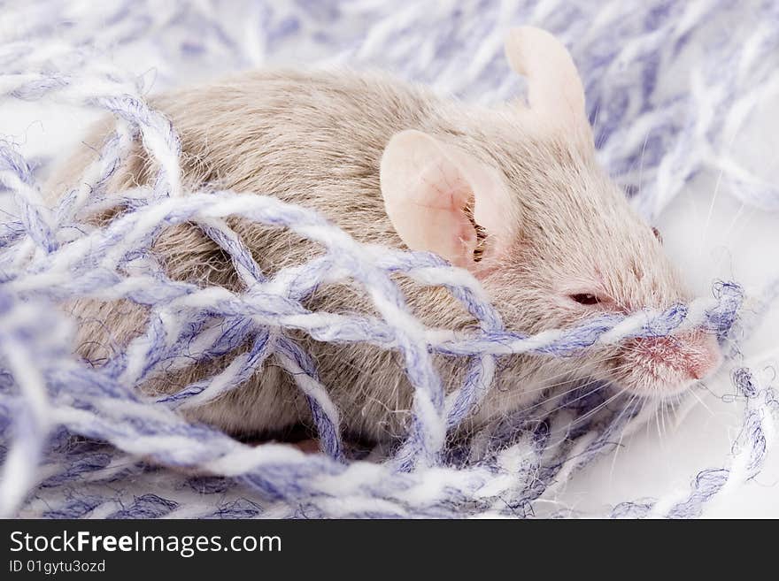 Grey child cute mouse on white background