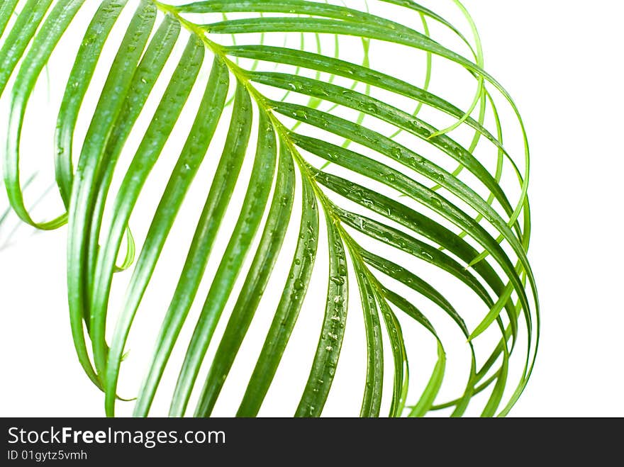 Cycas plant with water drops on white background. Cycas plant with water drops on white background