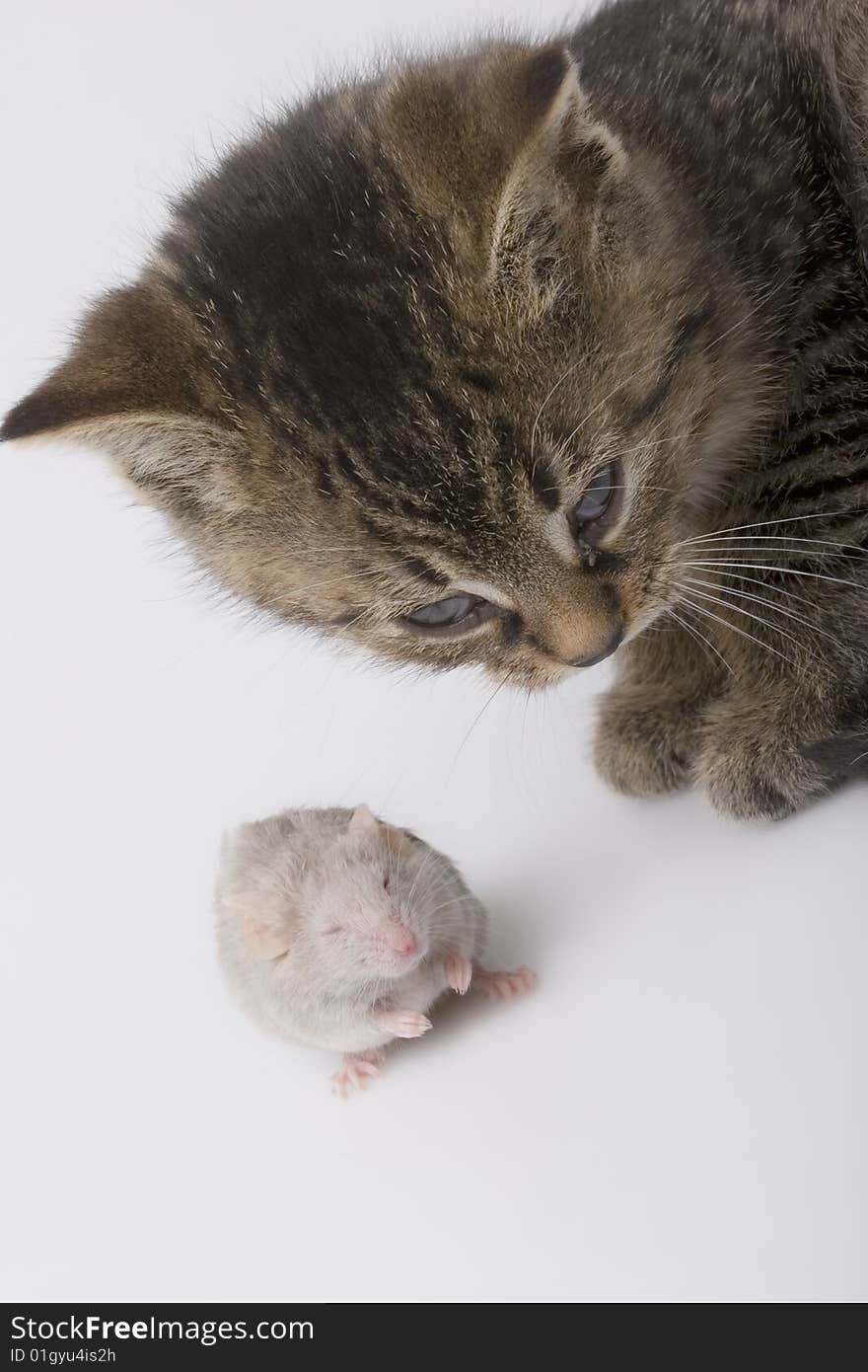 Grey child cute cat and mouse on background. Grey child cute cat and mouse on background