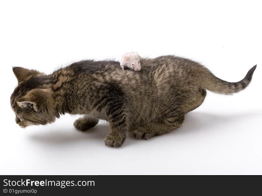 Grey child cute cat and mouse on background. Grey child cute cat and mouse on background