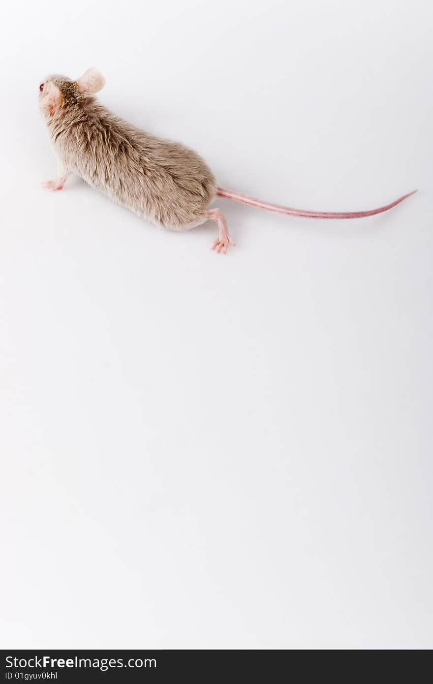 Grey child cute mouse on white background