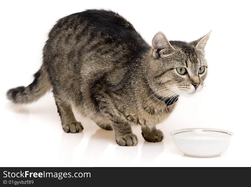 Grey cute cat on white background