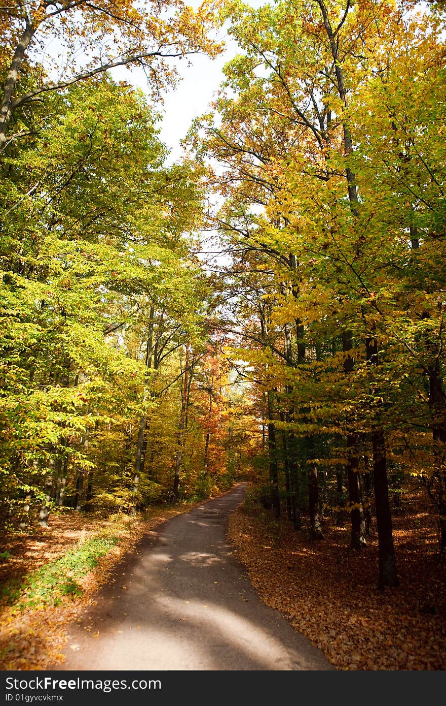 Autumn leafs and trees on the road