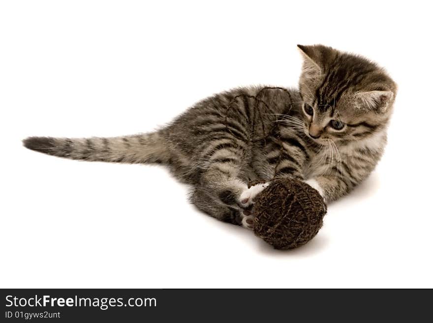 Grey child cute cat on background. Grey child cute cat on background