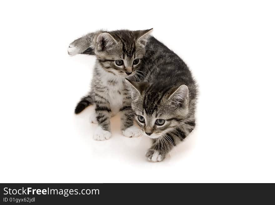 Two small grey cats on white background. Two small grey cats on white background