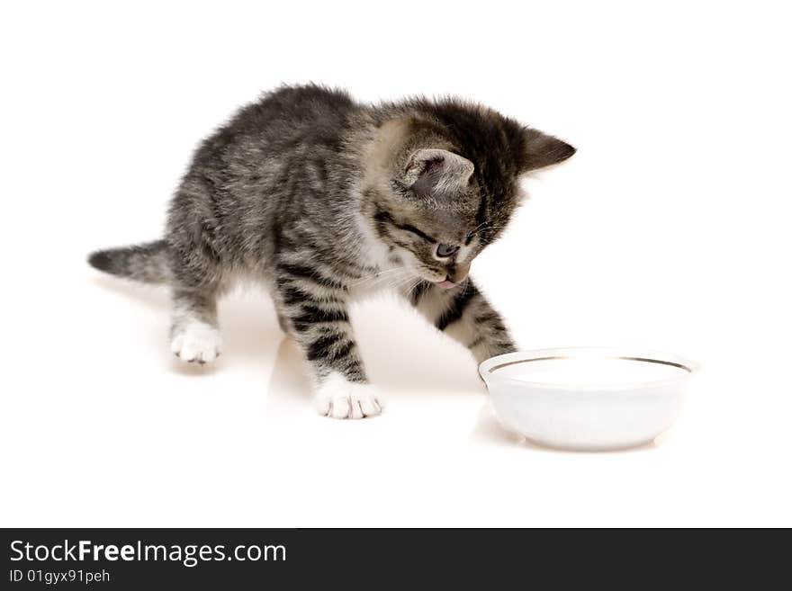 Grey child cute cat on background. Grey child cute cat on background