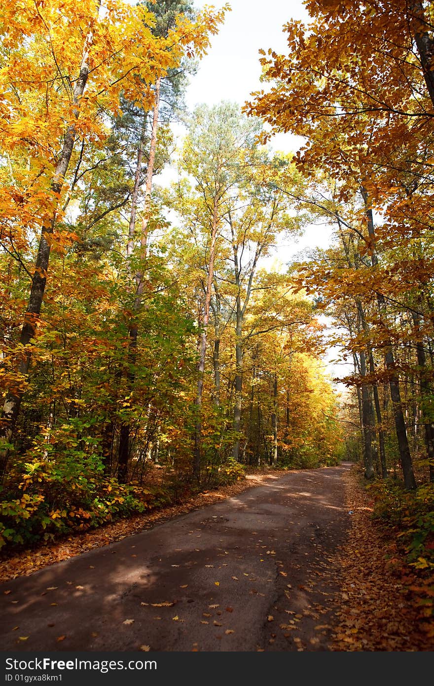 Autumn Leafs And Trees