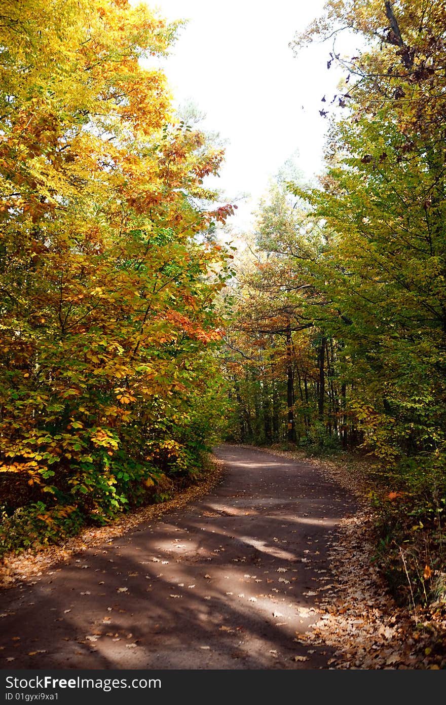 Autumn leafs and trees